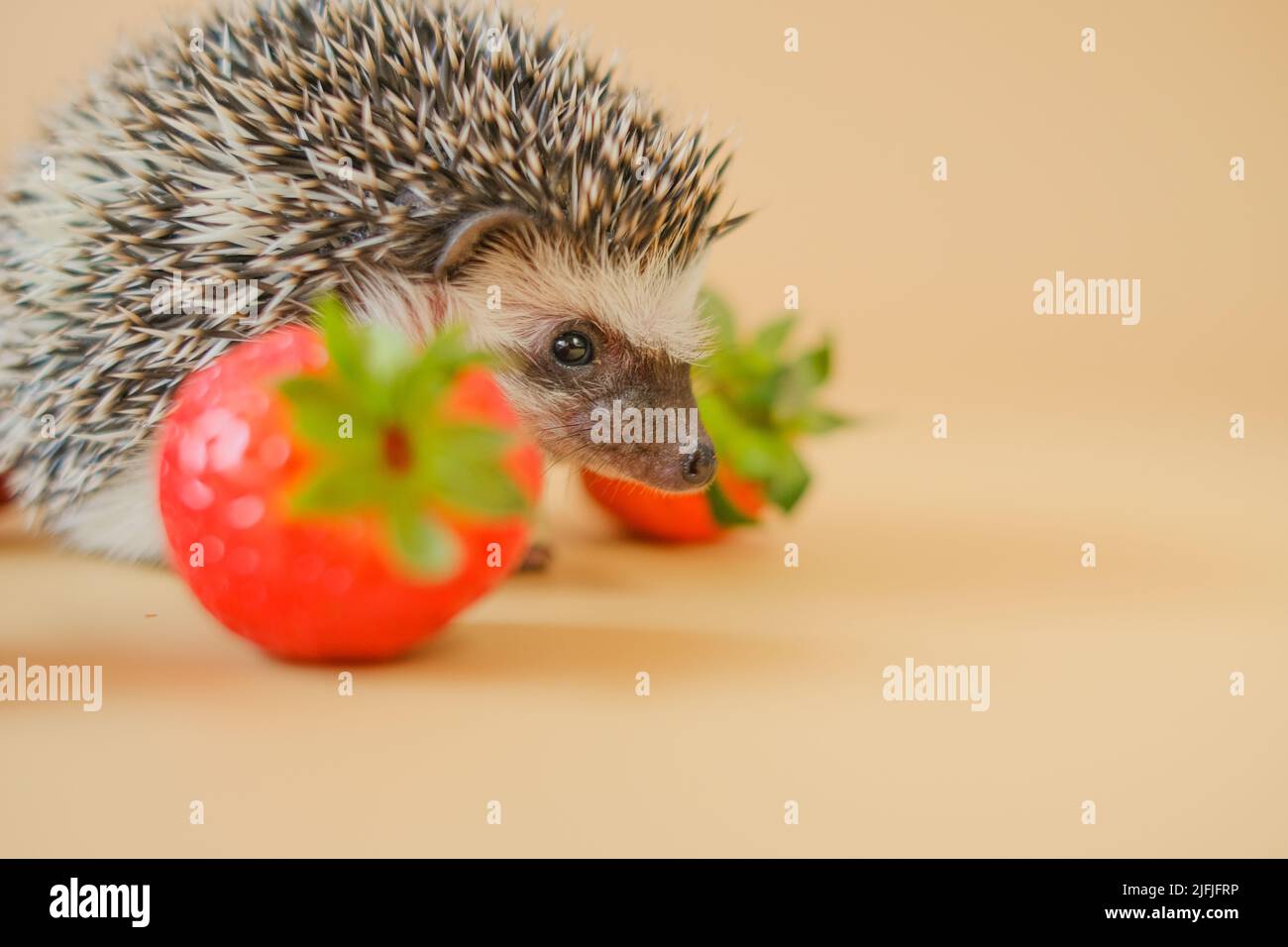food for hedgehogs. Cute gray hedgehog and red strawberries on a beige background.Baby hedgehog.strawberry harvest.African hedgehog. pet and red Stock Photo