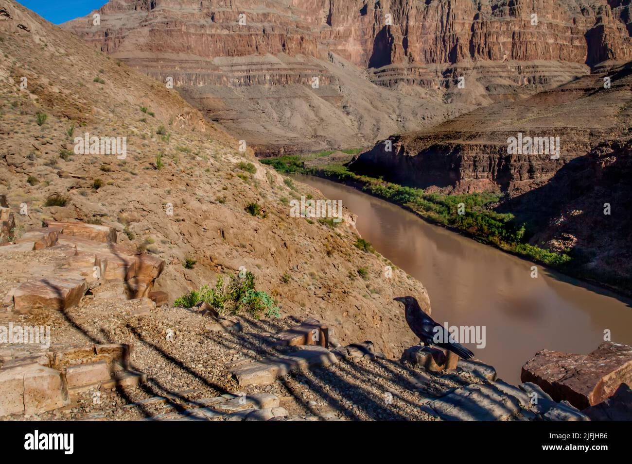 A black bird sits on the bank of the Colorado River in the Grand Canyon, USA Stock Photo