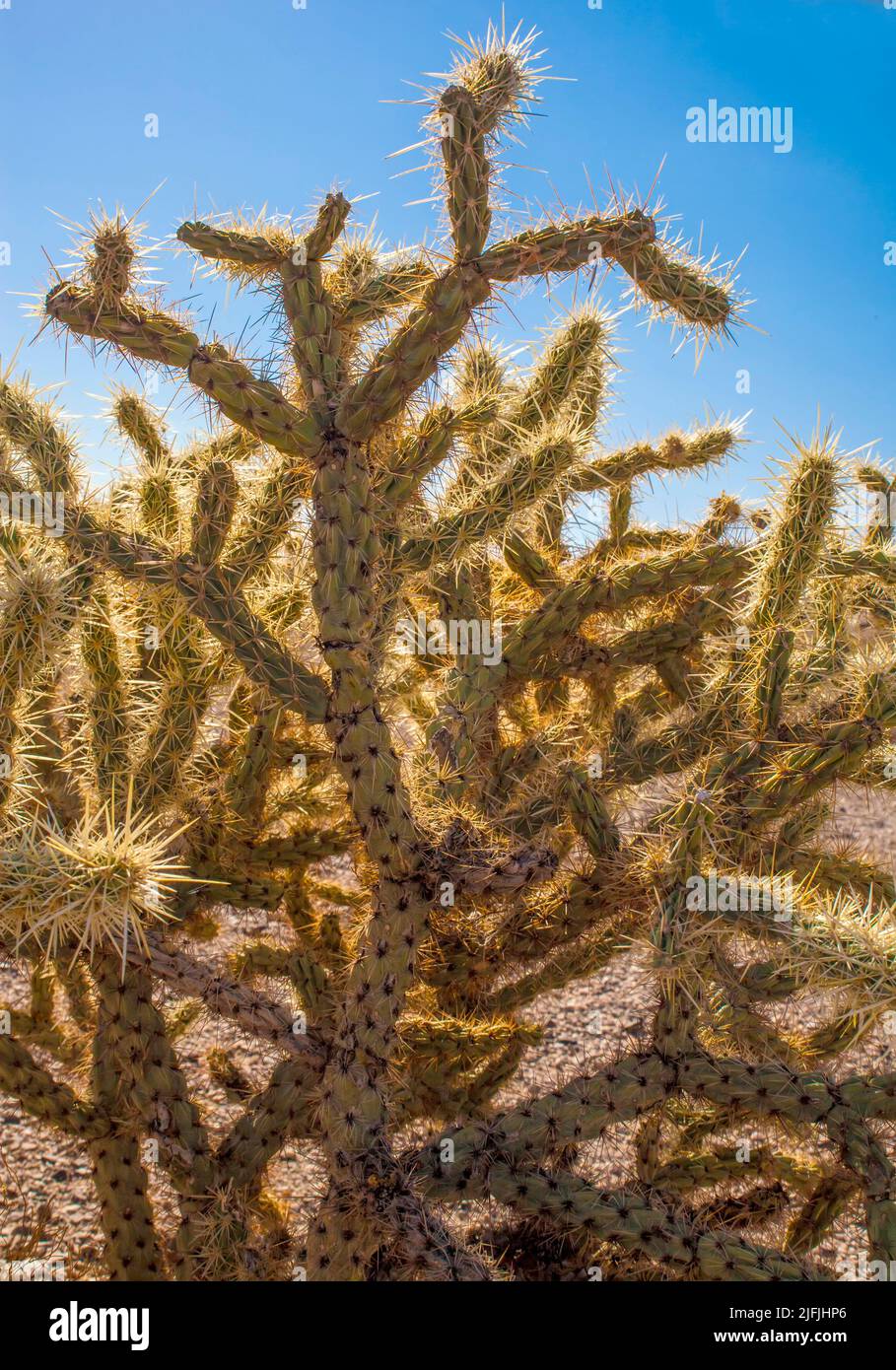 Spiky cactus in desert Nevada, USA Stock Photo