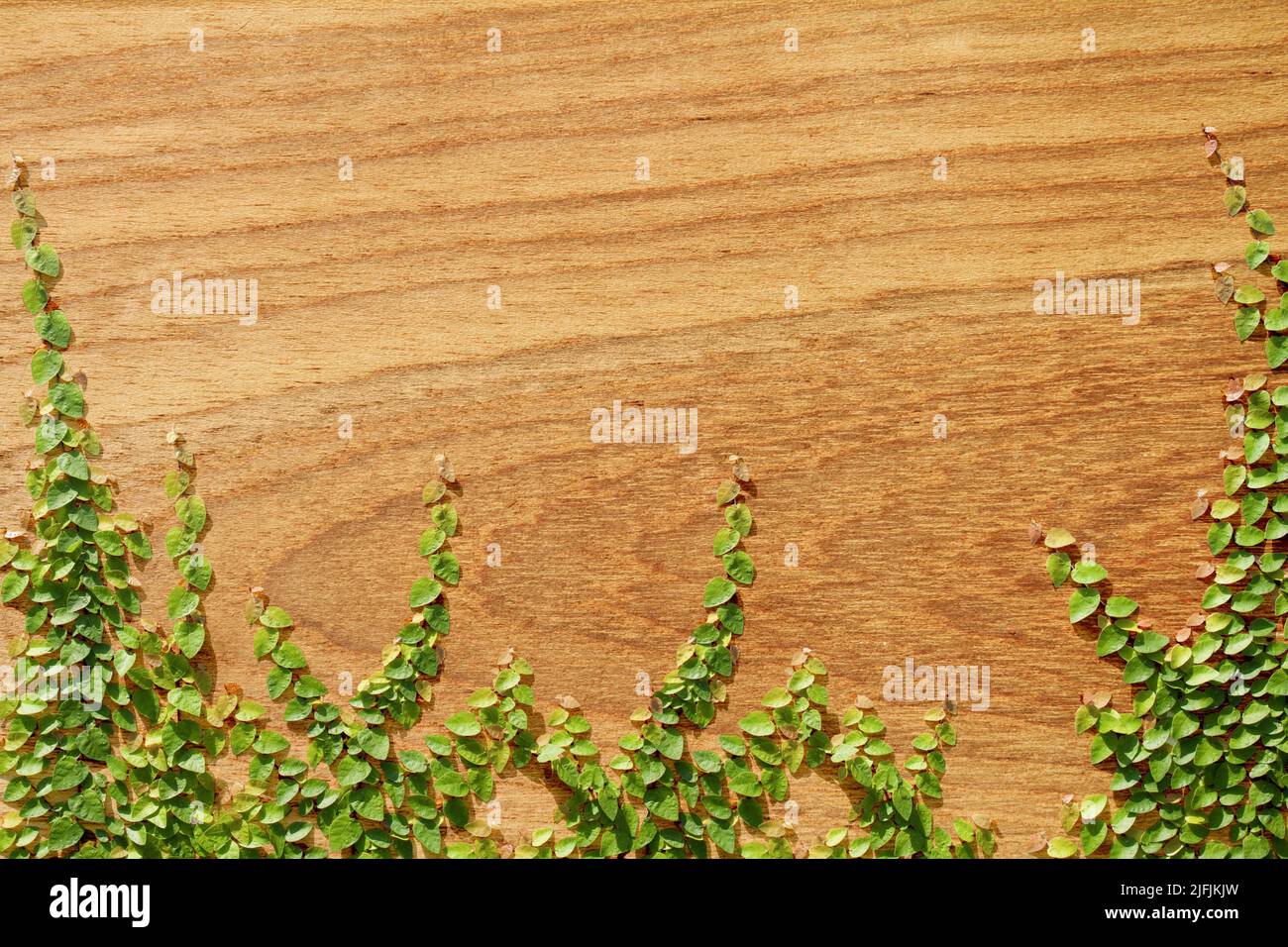Climbing Ficus pumila on teak wood wall Stock Photo - Alamy