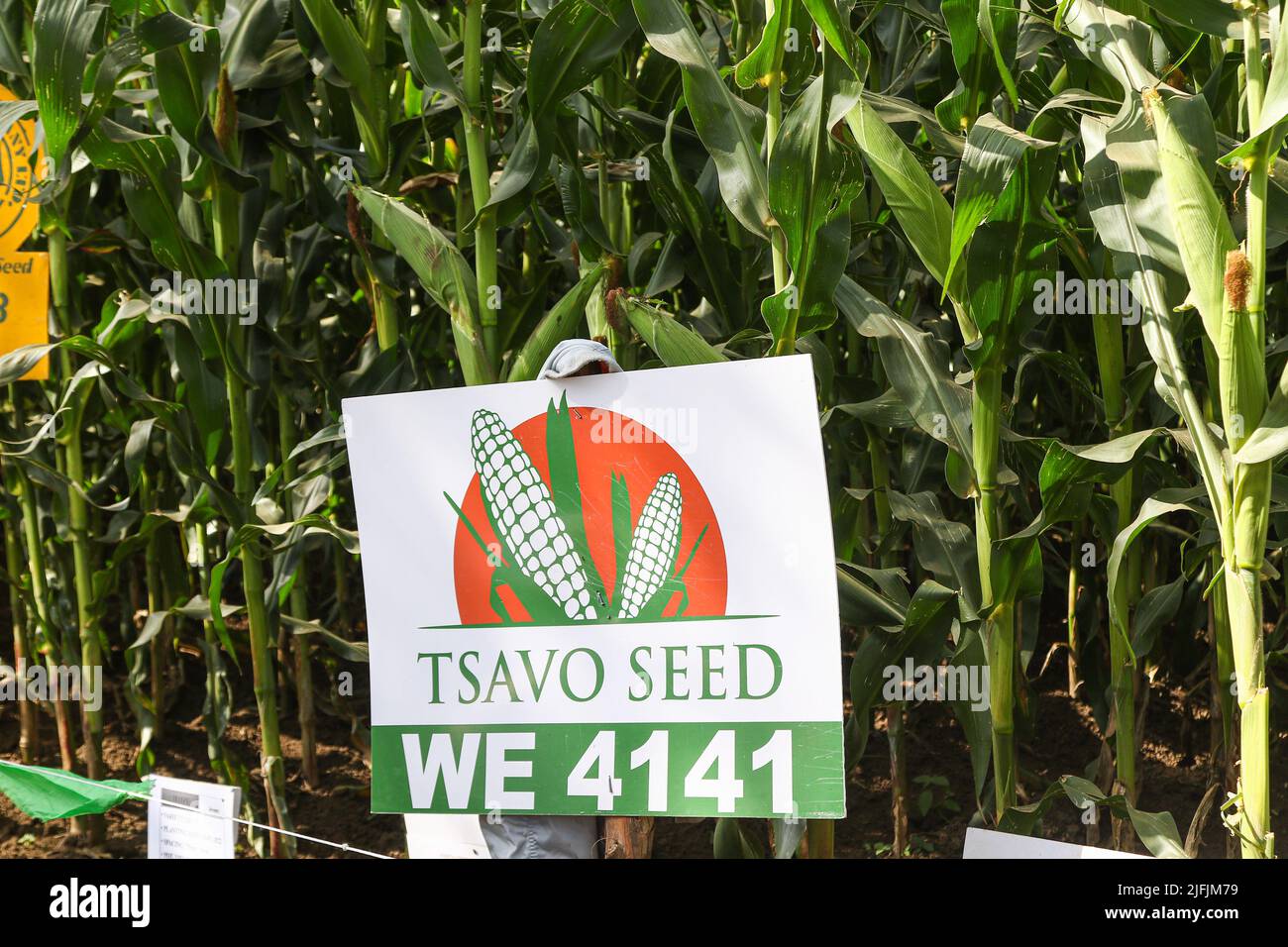 Tsavo maize crop hires stock photography and images Alamy