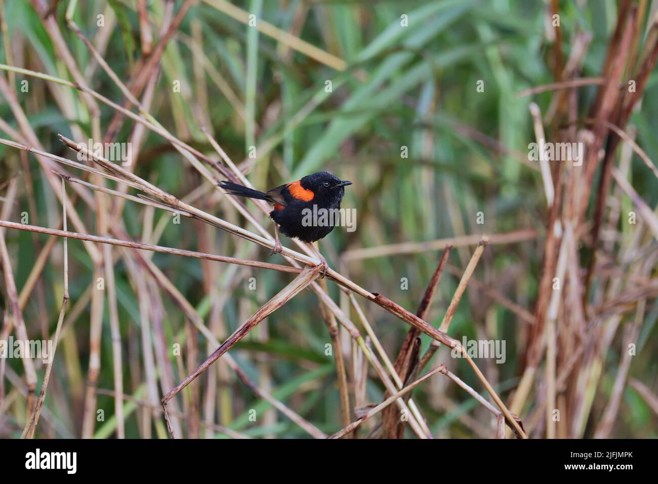 An Australian Male Red-backed Fairy-wren -Malurus melanocephalus- bird perched on a thick, tall, dry grass stem looking for food Stock Photo