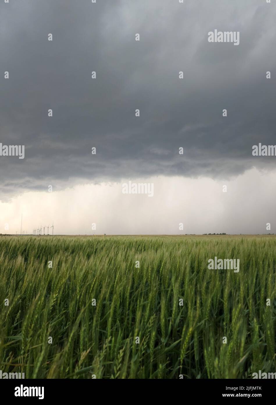 Gray storm clouds over a green crop of wheat. Photographed with a shallow depth of field. Image has copy space. Stock Photo