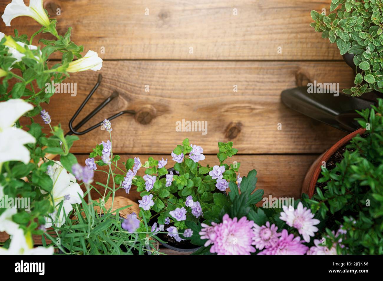 Top view on gardening, landscaping tools and equipment, different flowers and various herbs in pots on brown wood background flat lay. Empty blank copy space for text. Gardener work in garden concept Stock Photo