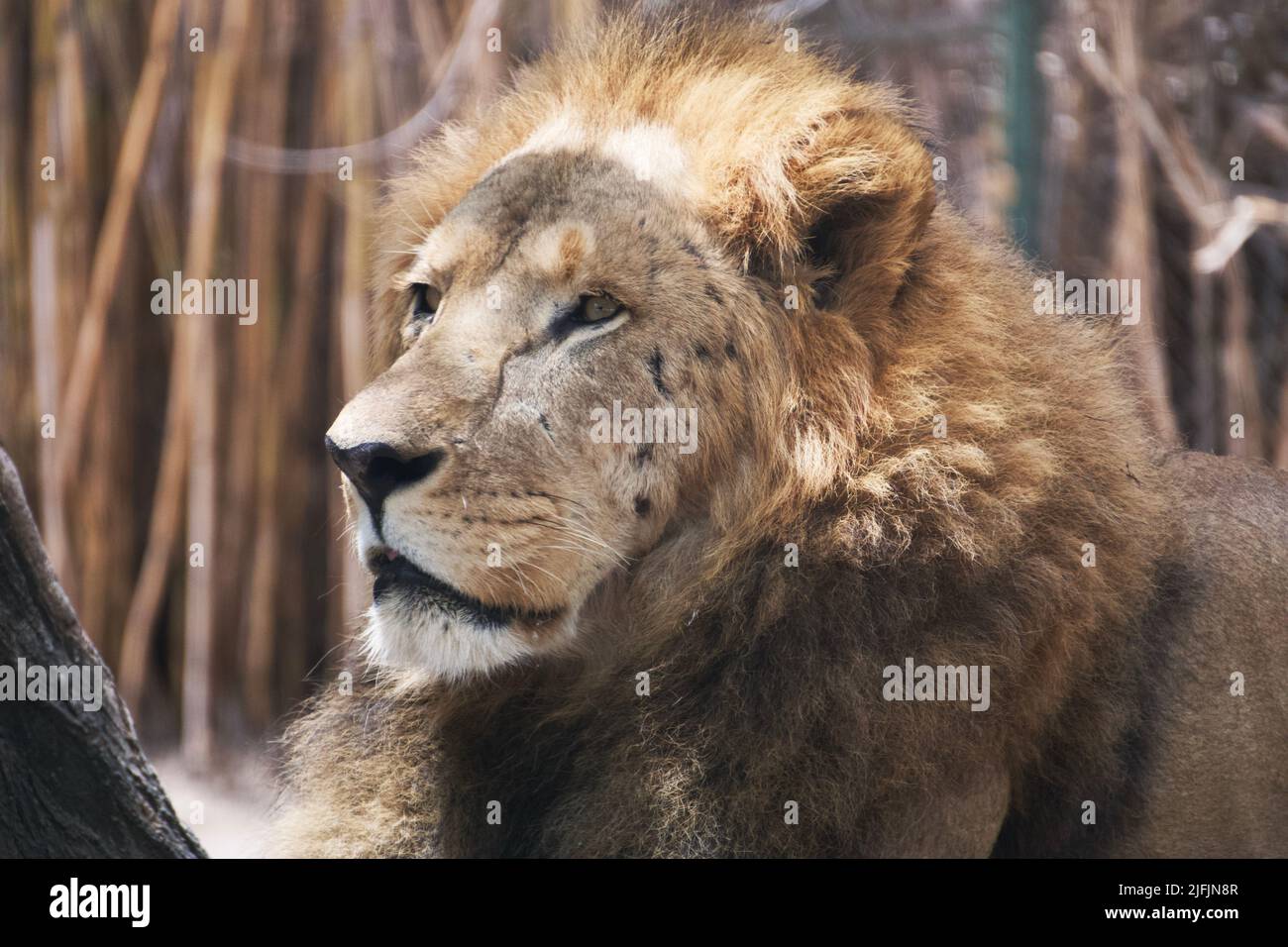 Close up of a male lion Stock Photo