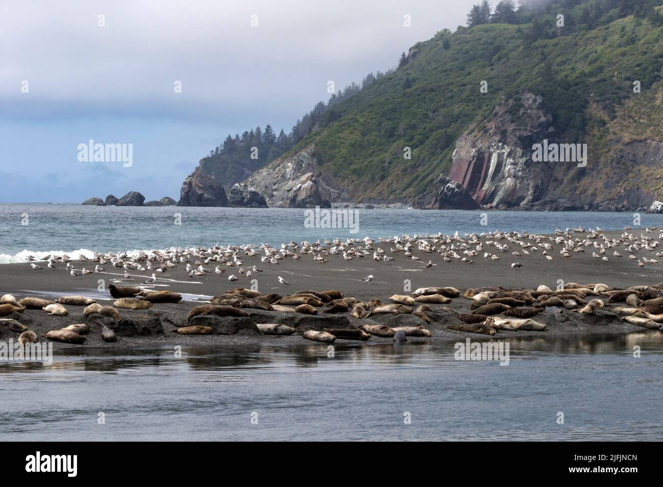 Seals and seagulls share the sandbar at the mouth of the Klamath River in Northern California. Stock Photo