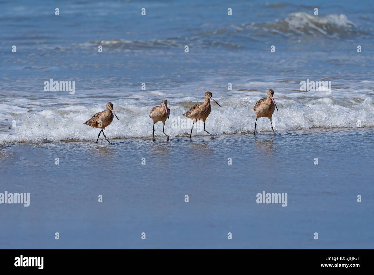 A Group of Marbled Godwits Patrolling the Surf in La Jolla, California Stock Photo