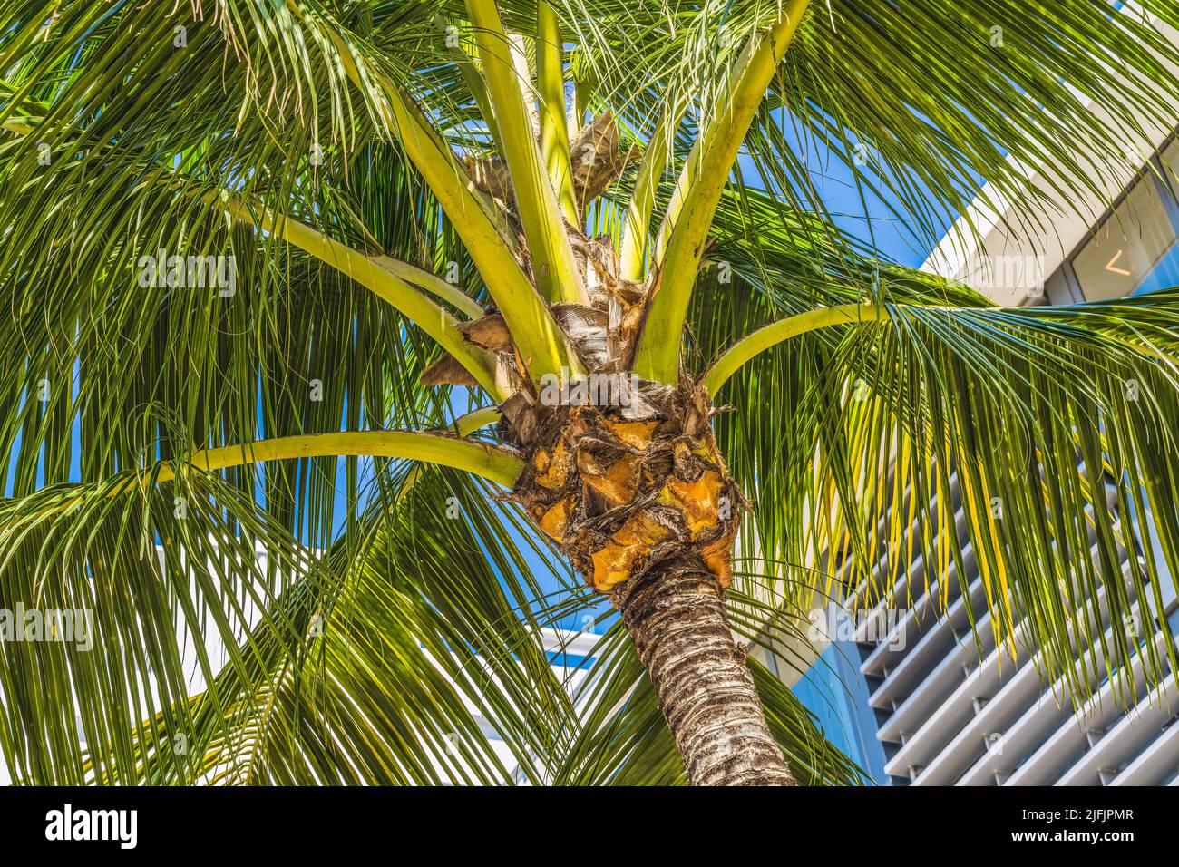 Palm Tree Fronds Miami Beach Florida Miami Beach has beautiful ...