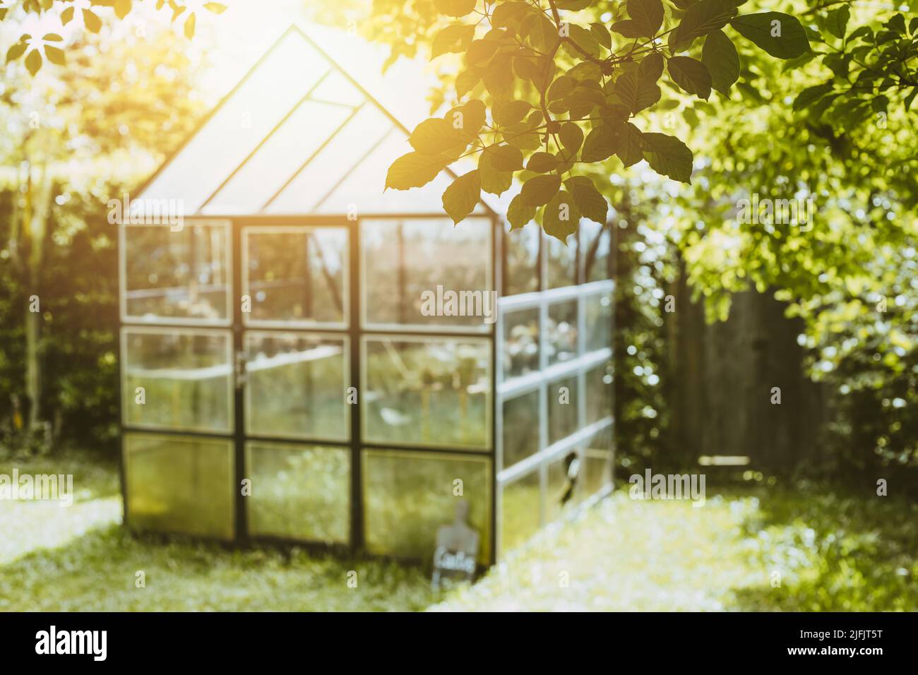 green nature backyard grass tree with glass greenhouse for plant nursery vintage warm color tone. Stock Photo