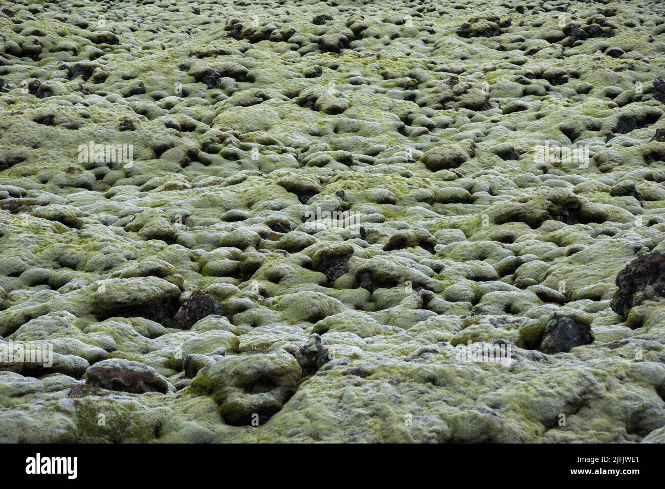 Moss covered lava field in a cloudy day. Eldhraun, Iceland Stock Photo