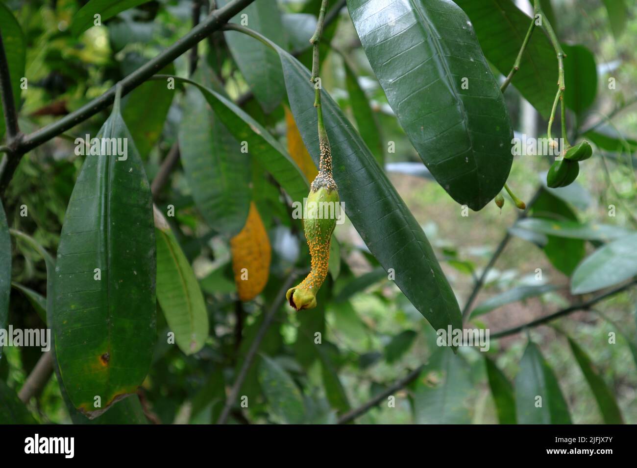 A weird shaped and mutated Eve's Apple or Forbidden fruit (Divi Kaduru) hangs under the branch Stock Photo