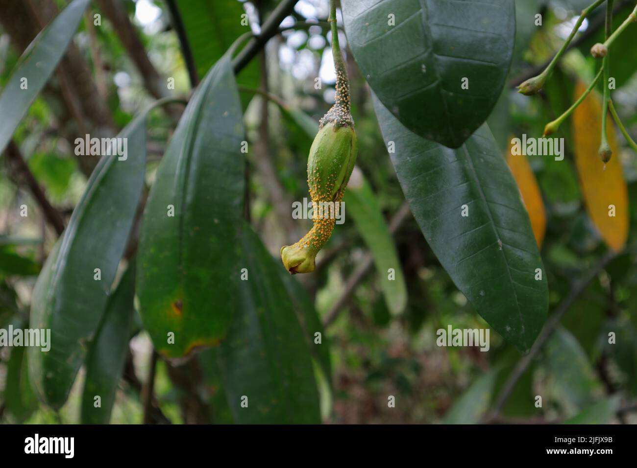 Close up of a weird shaped and mutated Eve's Apple or Forbidden fruit (Divi Kaduru) hangs under the branch with leaves Stock Photo