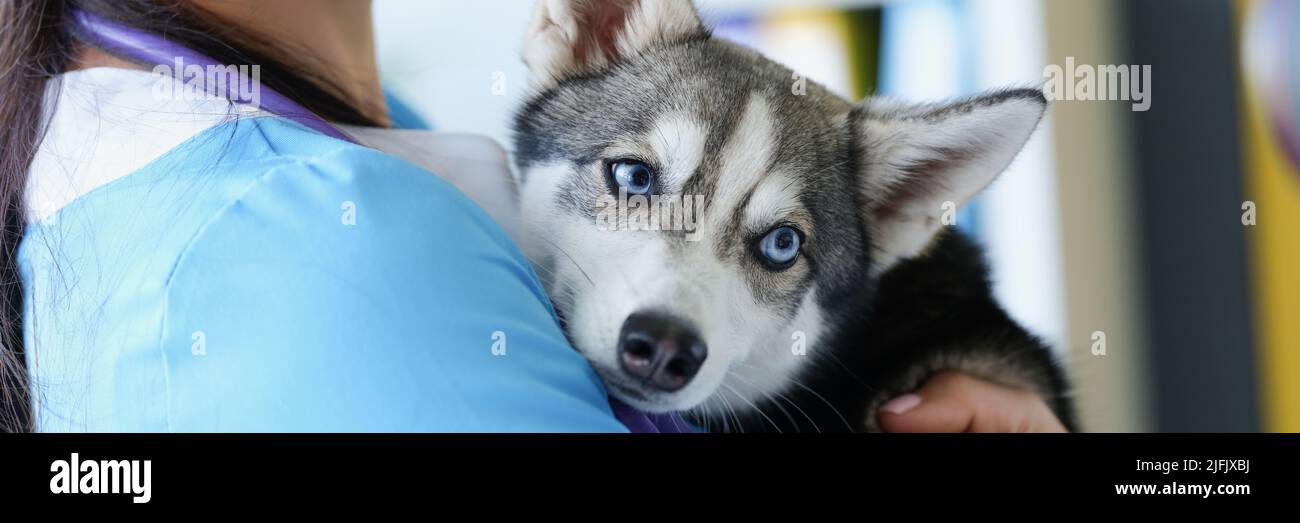 A female veterinarian is holding a cute husky puppy Stock Photo