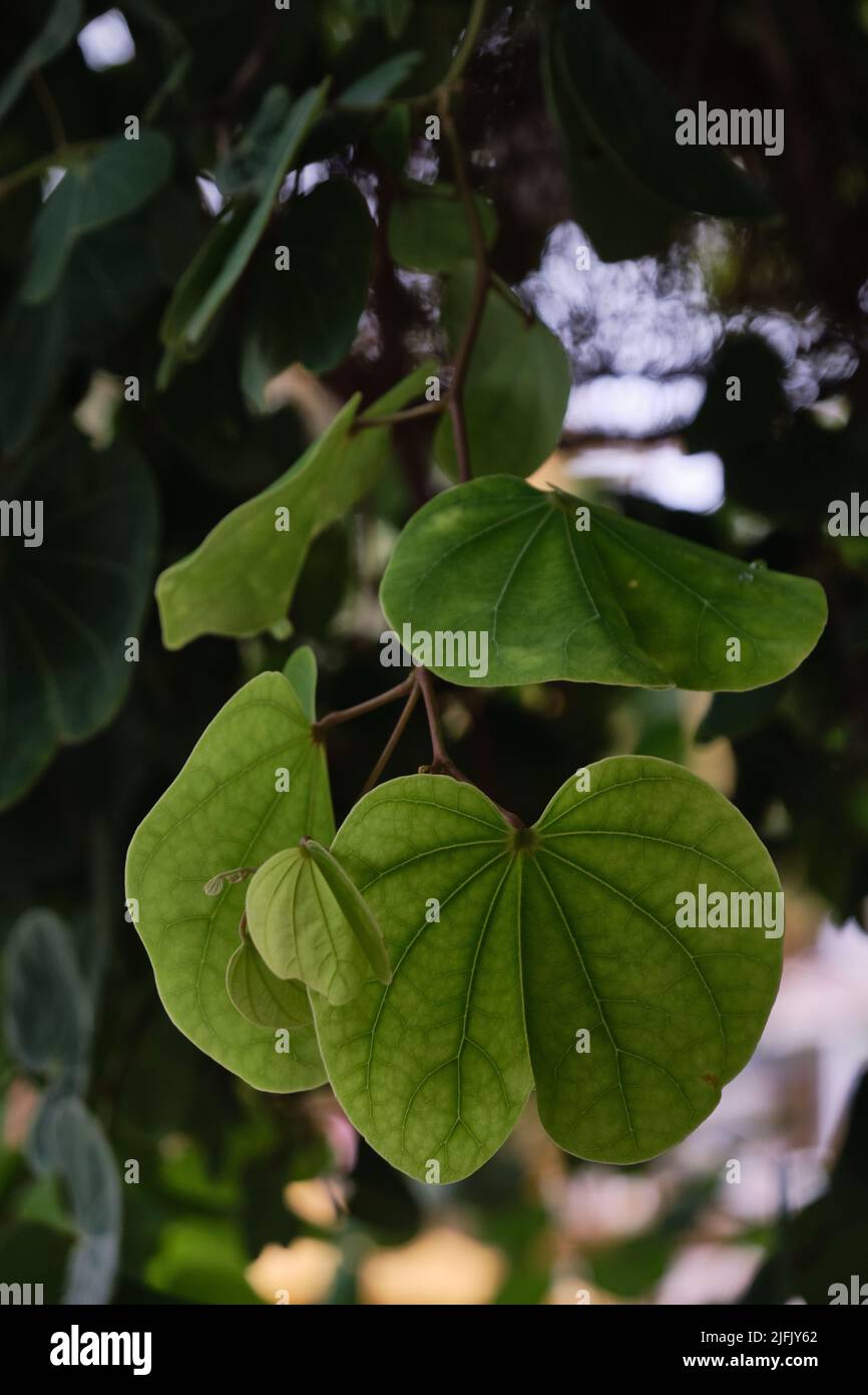 Apta tree leaves (Bauhinia racemosa). Apta tree leaves distribute on