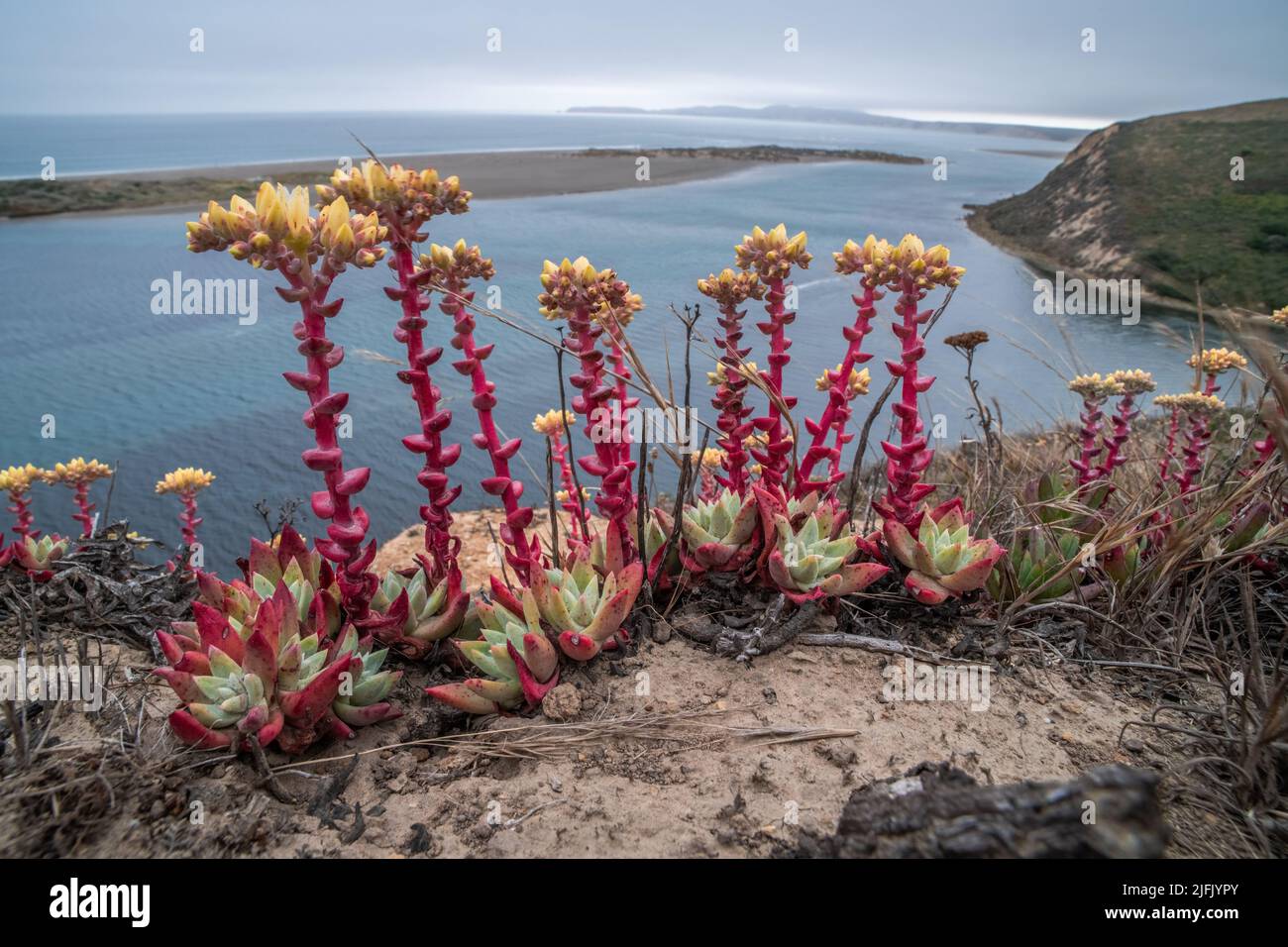 wild Bluff lettuce (Dudleya farinosa)a succulent producing a beautiful wildflower growing along coastal cliffs over the Pacific ocean in California. Stock Photo