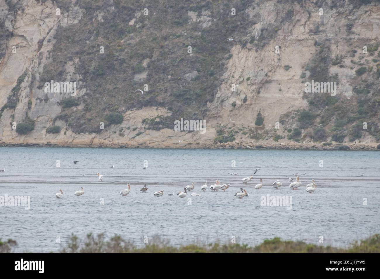 American white pelican (Pelecanus erythrorhynchos) stand in the water in an estuary in Point Reyes National seashore in California. Stock Photo