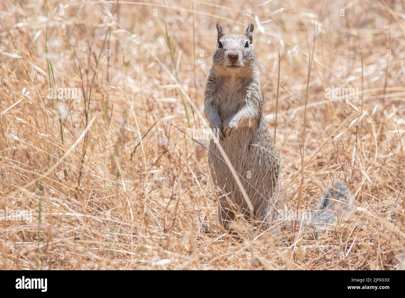 California ground squirrel (Otospermophilus beecheyi) in the grass standing at alert and looking at the camera. Stock Photo