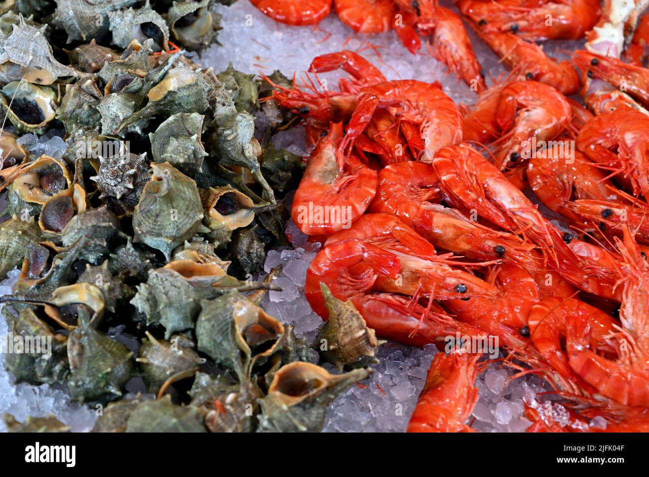 various shell fishes in a fish store Stock Photo - Alamy