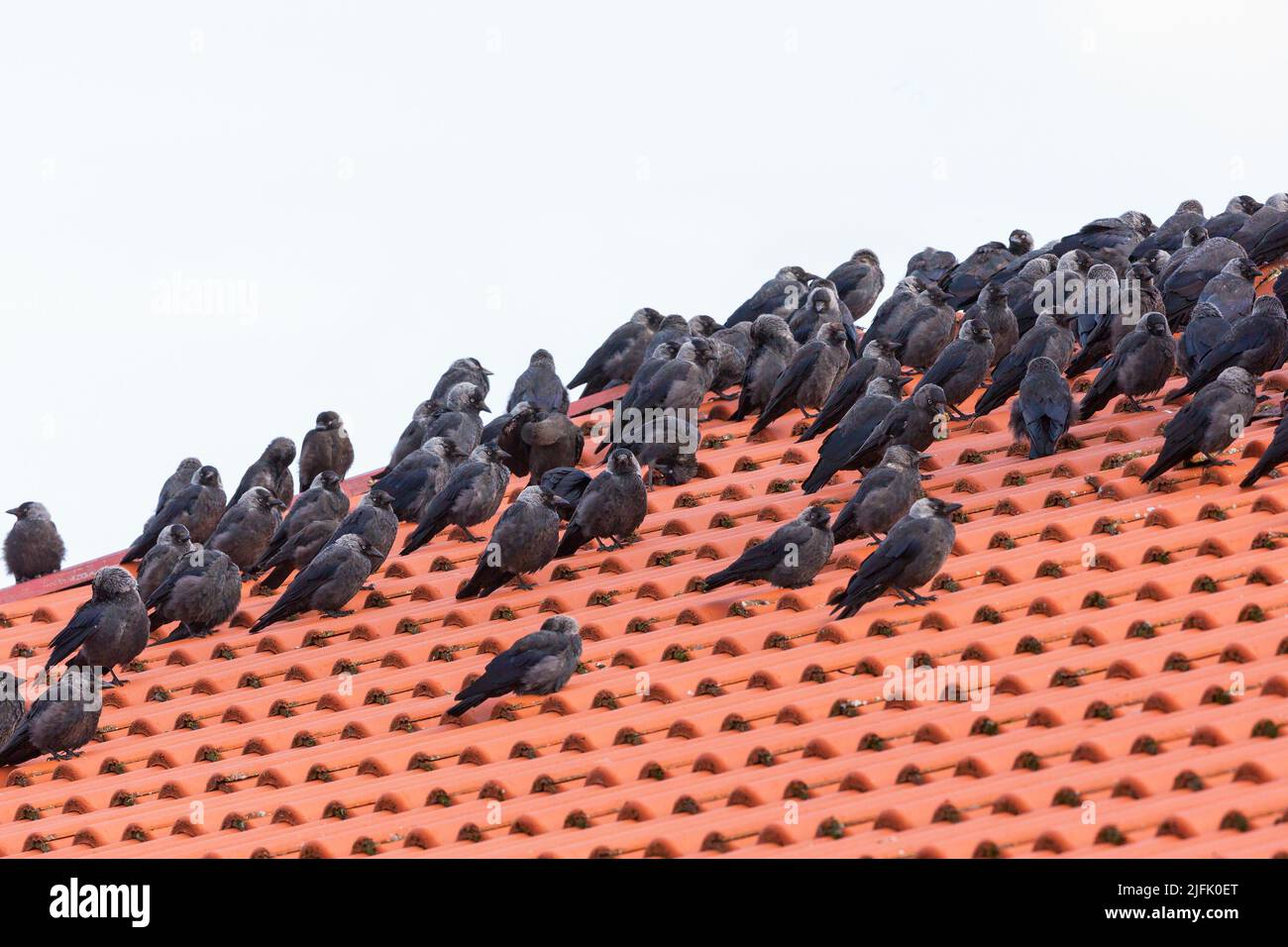 Jackdaws sitting on a tiled roof Stock Photo