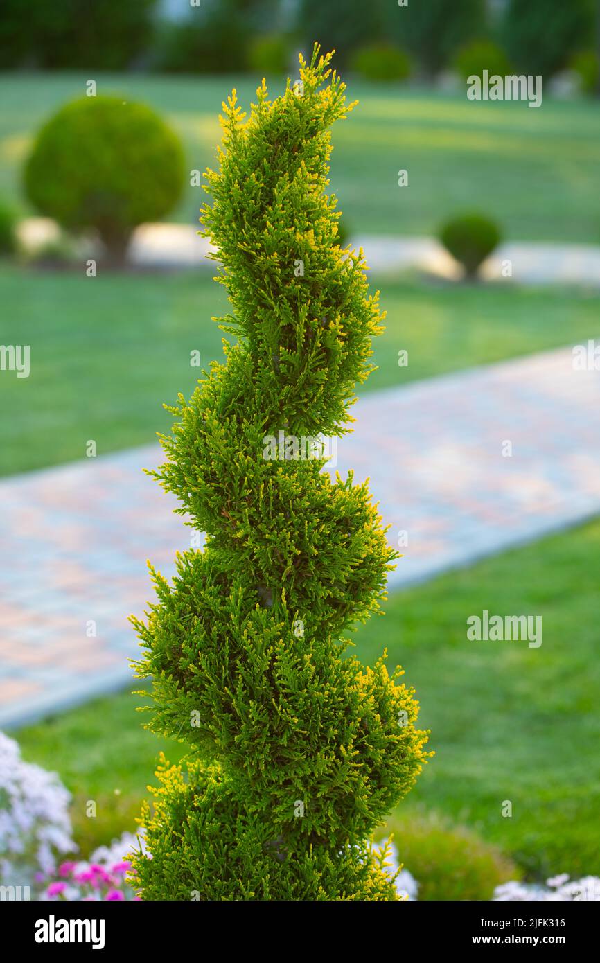 Spiral conifer hi-res stock photography and images - Alamy