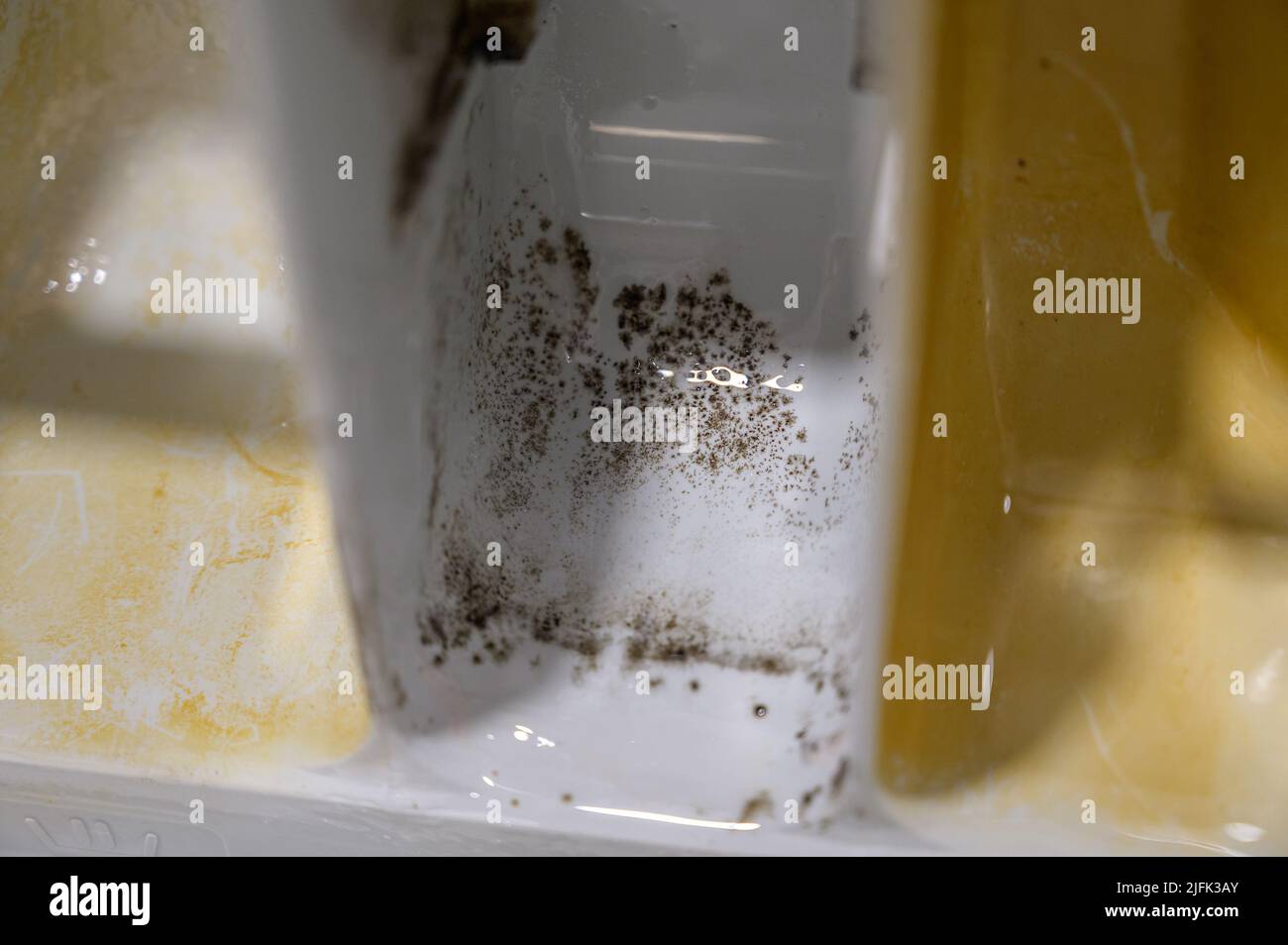 Fungus and mold on washing machine parts Stock Photo Alamy