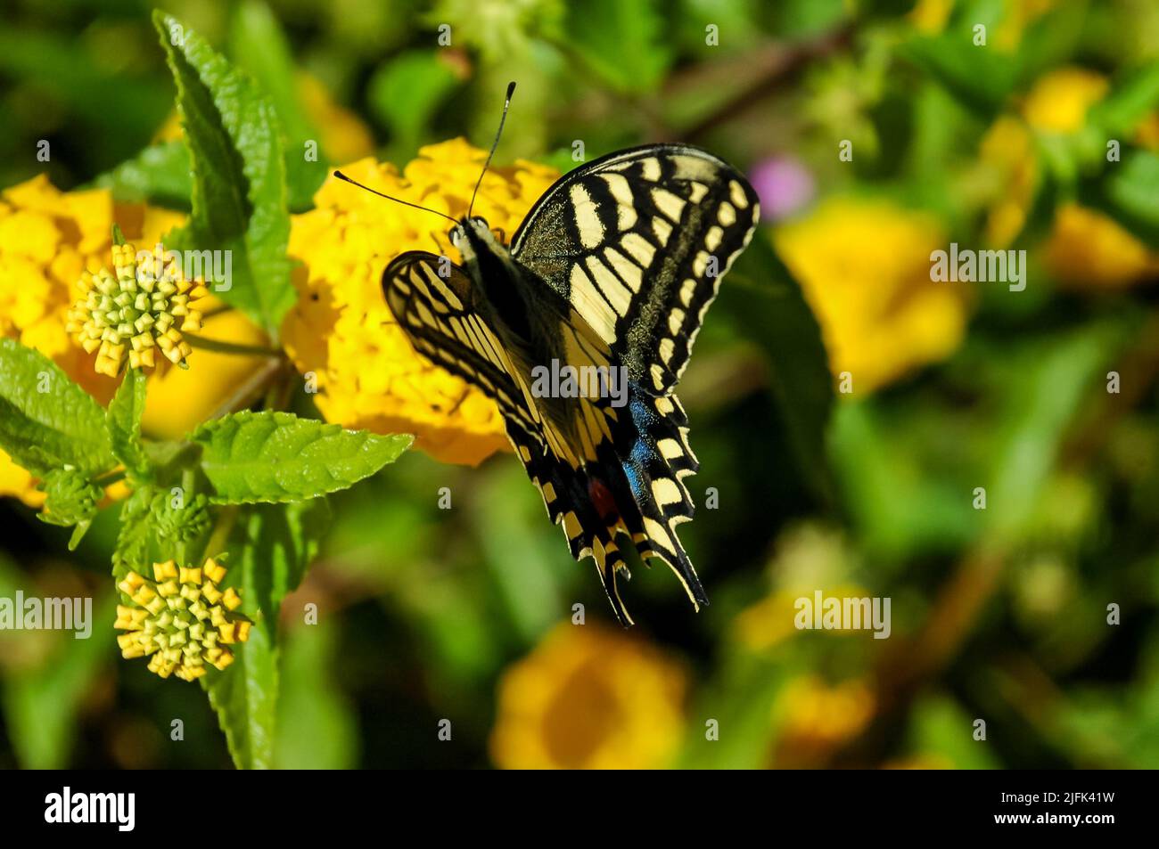 Monarch Butterfly Danaus plexippus on Yellow Garden Flowers During ...