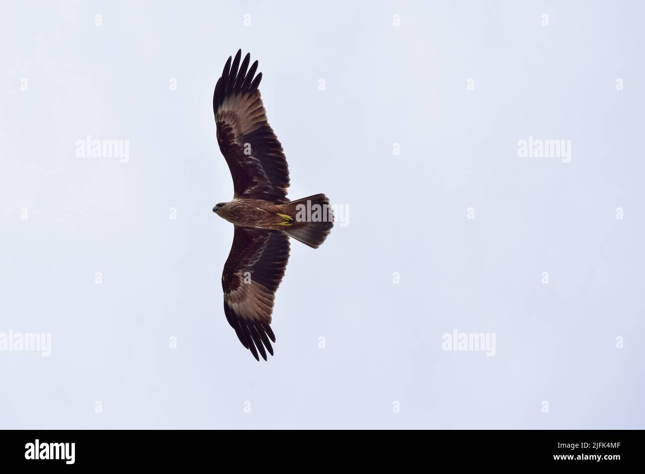 Indianeagle hi-res stock photography and images - Alamy