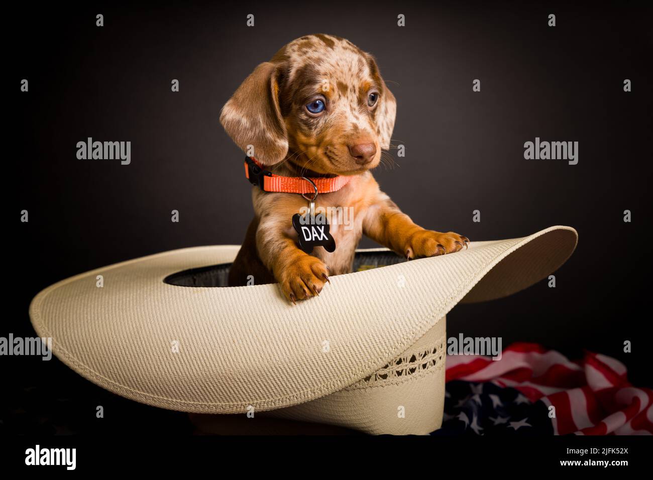 Very cute high definition studio portraits of Dachs Stock Photo
