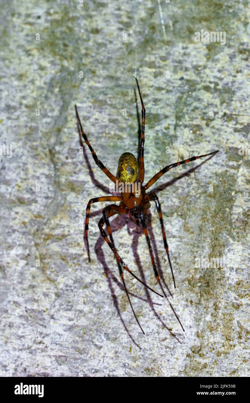 cave spider Meta menardi in damp basement Stock Photo