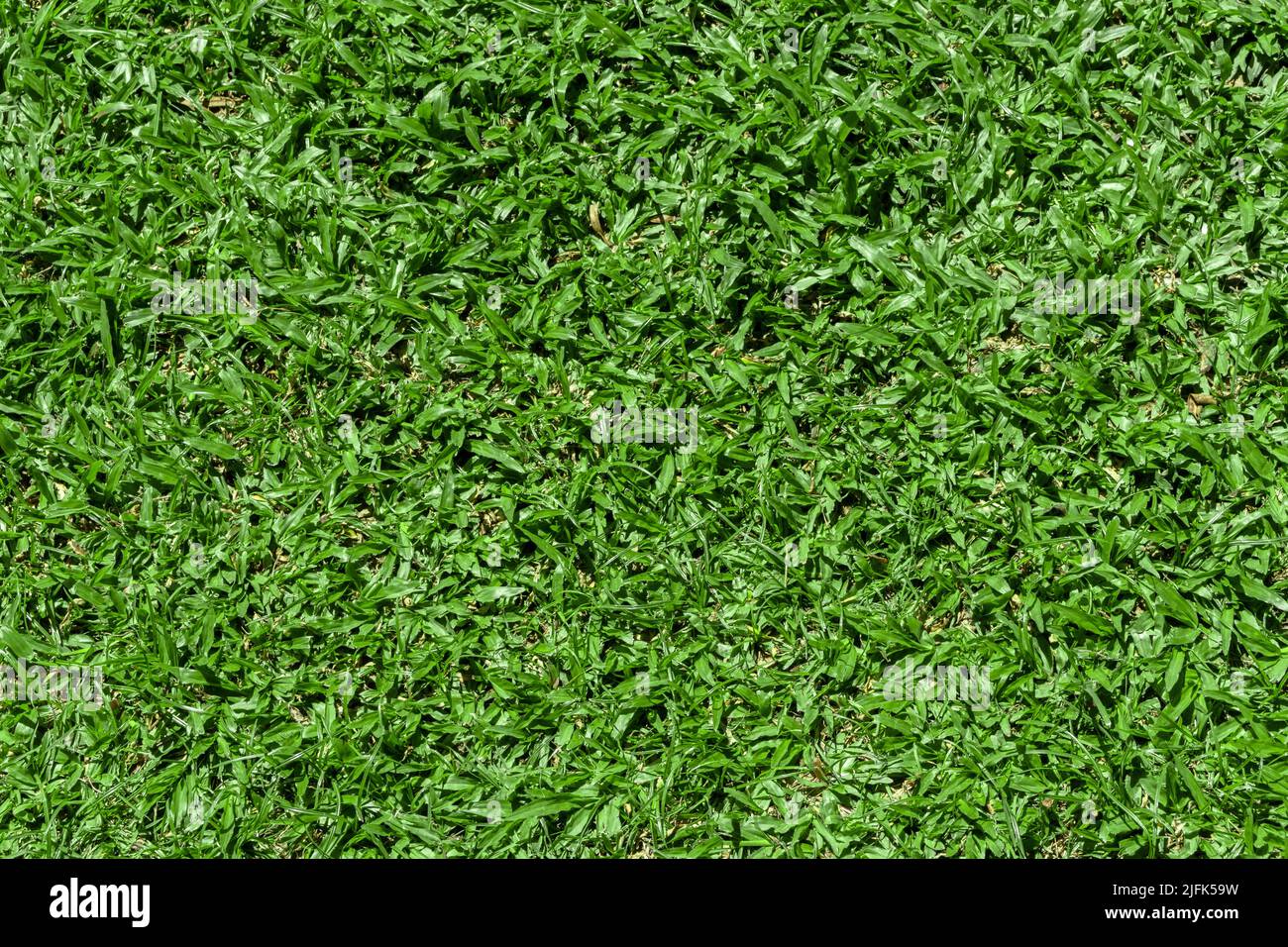 Green grass texture for background. Stock Photo