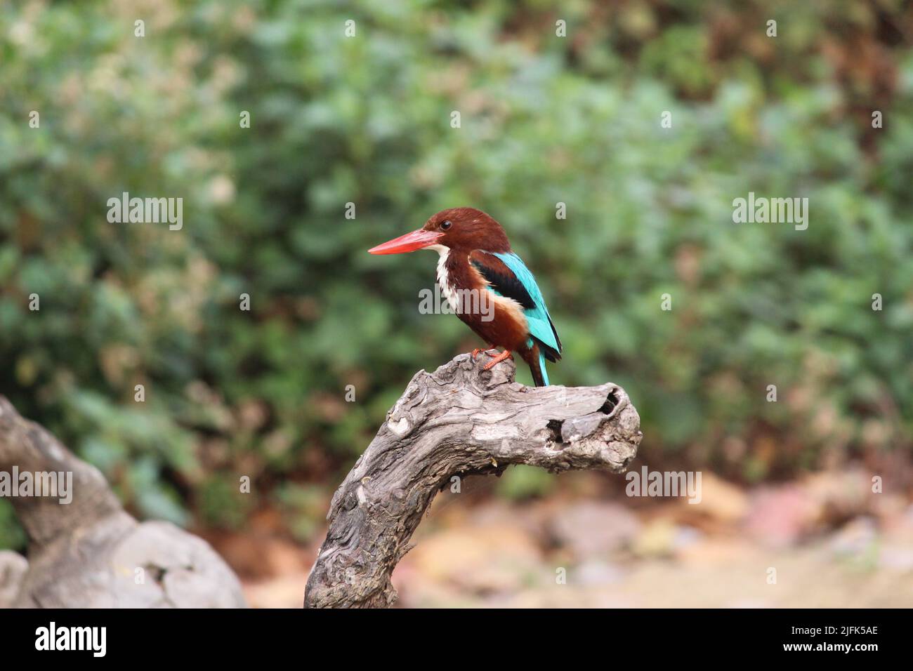 Single Indian male common kingfisher (Alcedo atthis) perched in wood over water in natural wildness of forest waiting to catch a small fish Stock Photo