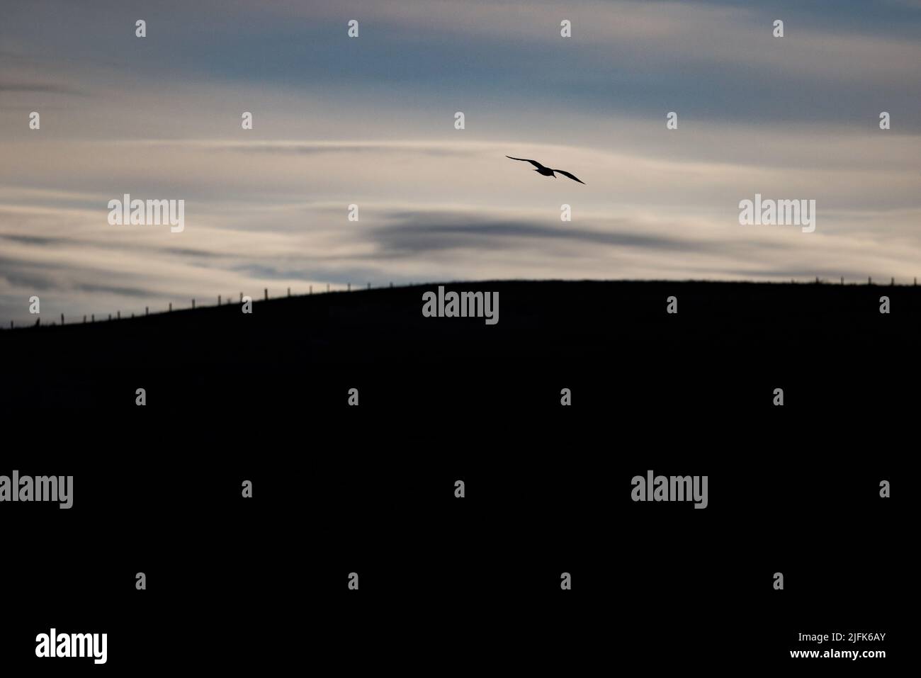 A gull flies in countryside in Burnley. Stock Photo