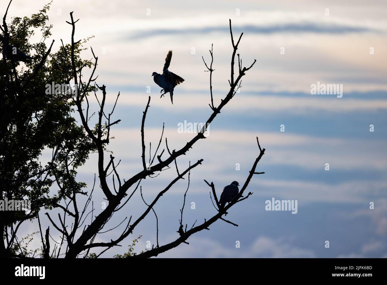 Pigeons roosting in a tree in Burnley. Stock Photo