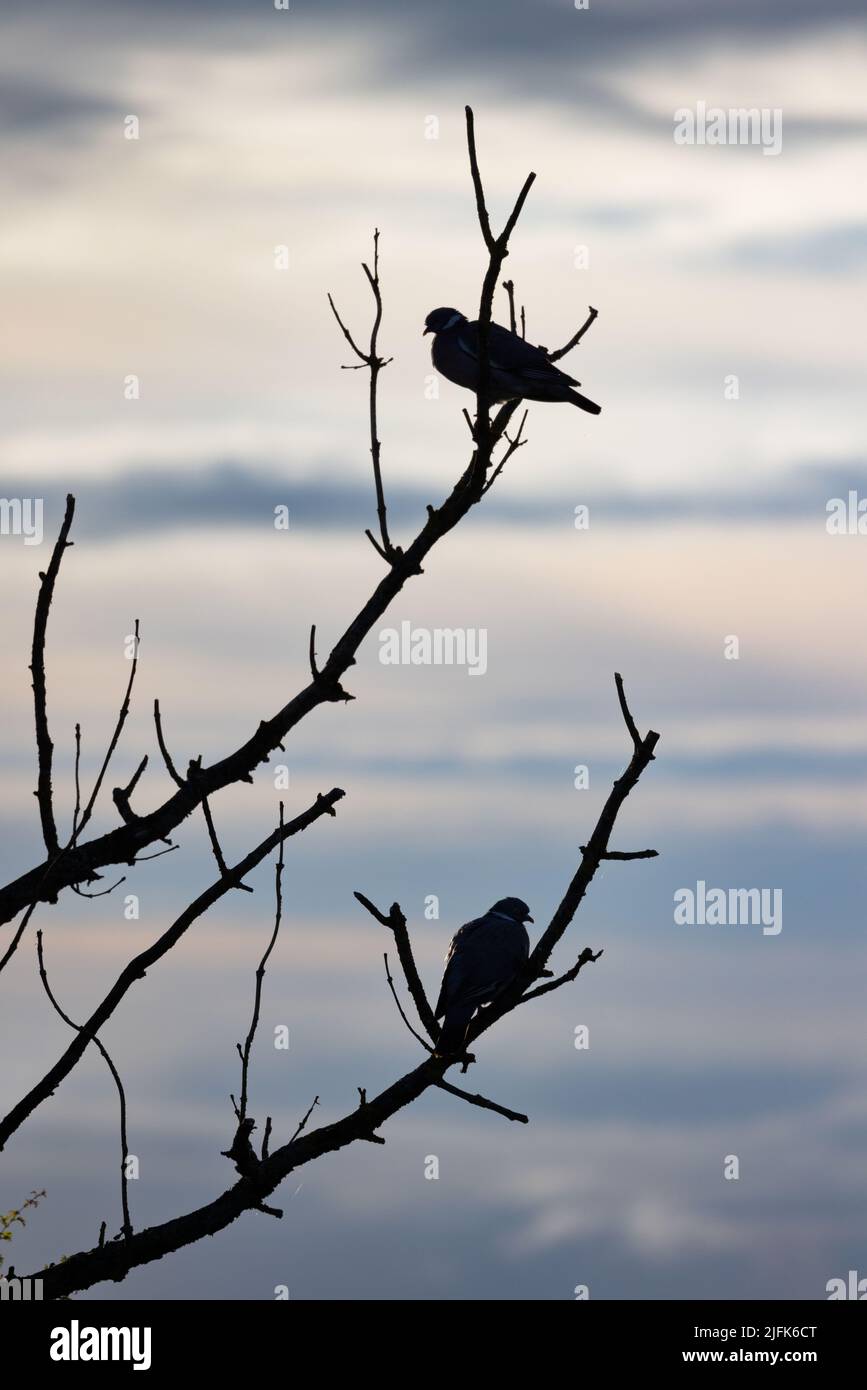 Pigeons roosting in a tree in Burnley. Stock Photo
