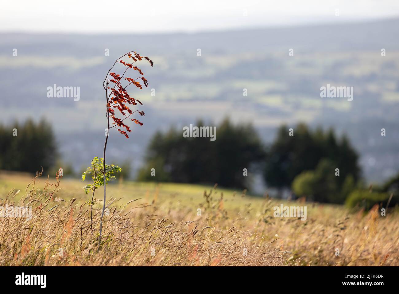 Grasses and young trees in Burnley. Stock Photo