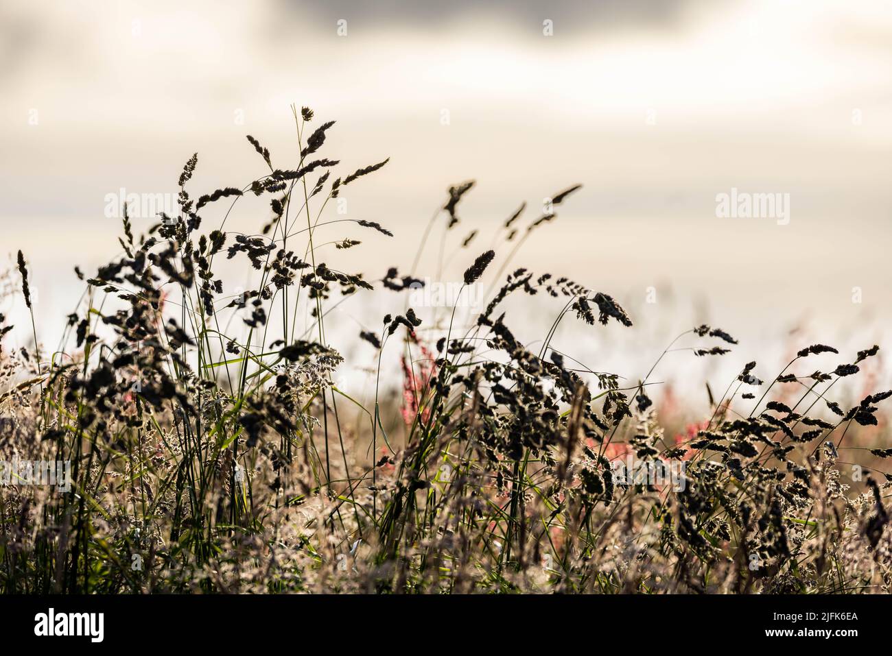 Grasses in Burnley. Stock Photo