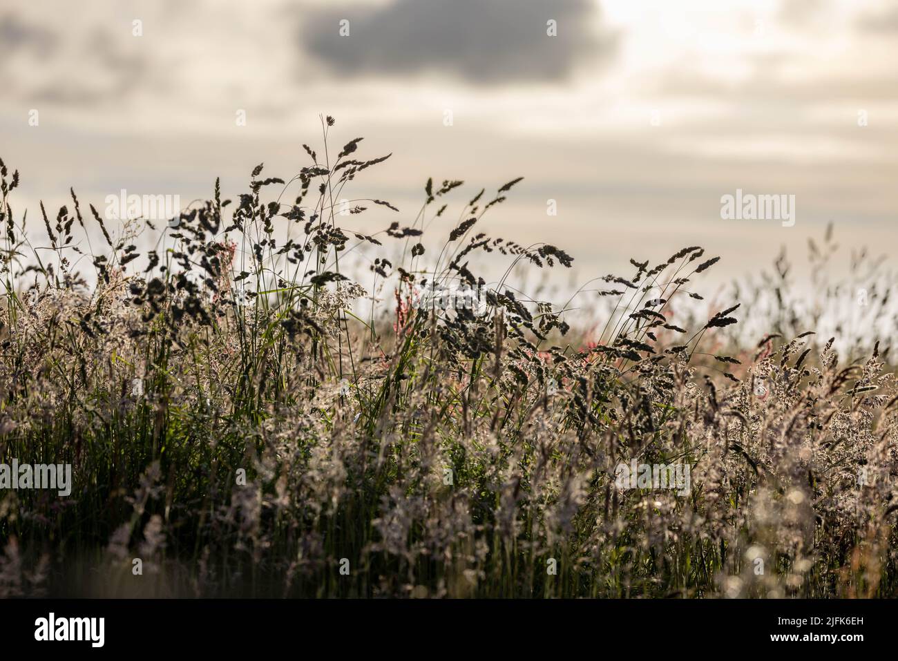 Grasses in Burnley. Stock Photo
