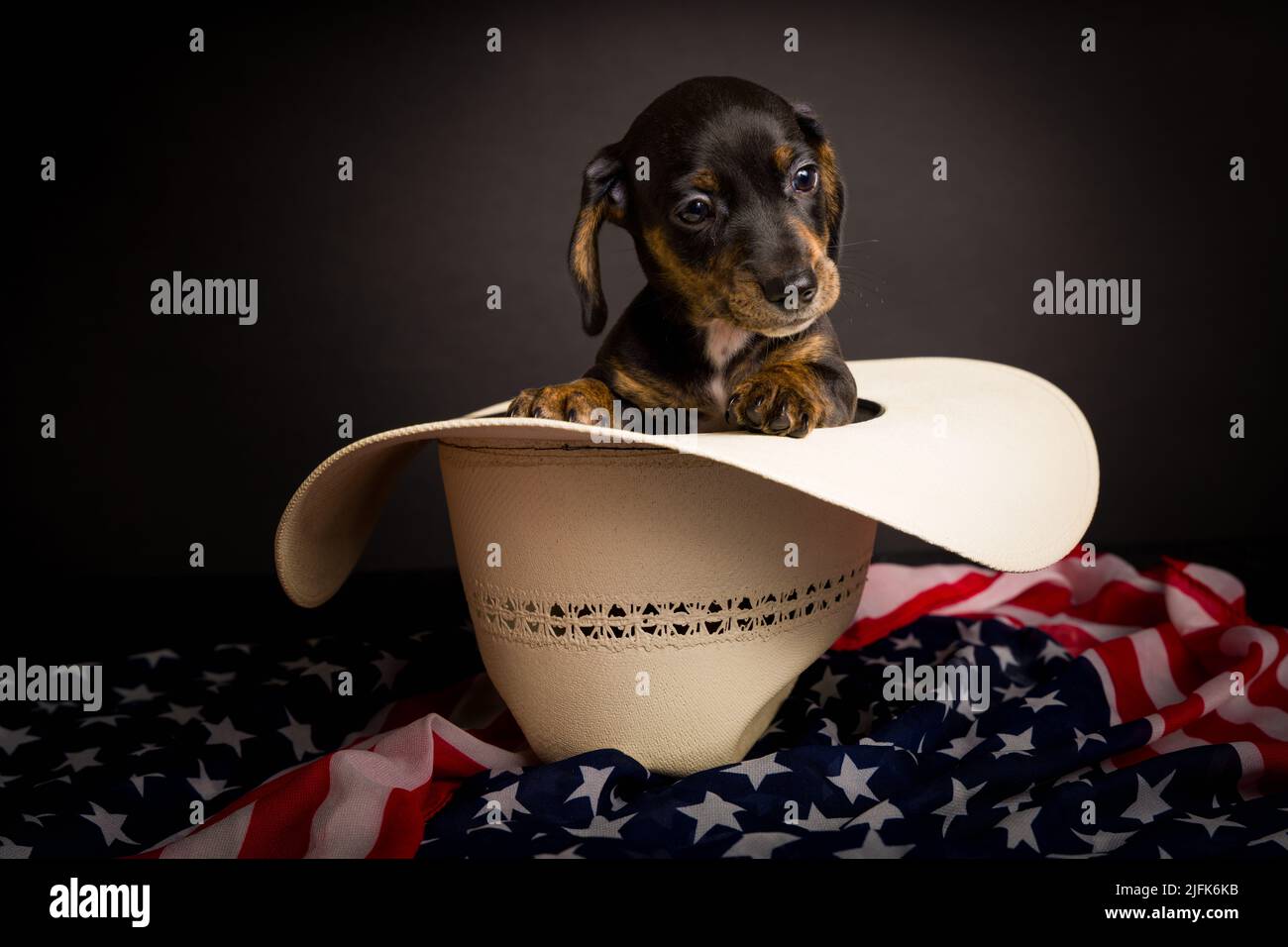 Very cute high definition studio portraits of Dachshund Stock Photo Alamy