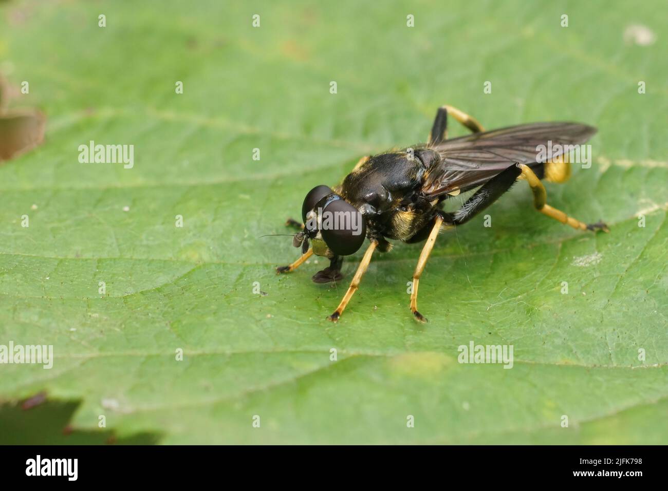 Closeup on a golden-tailed leafwalker hoverfly, Xylota sylvarum sitting on a green leaf in the forest Stock Photo