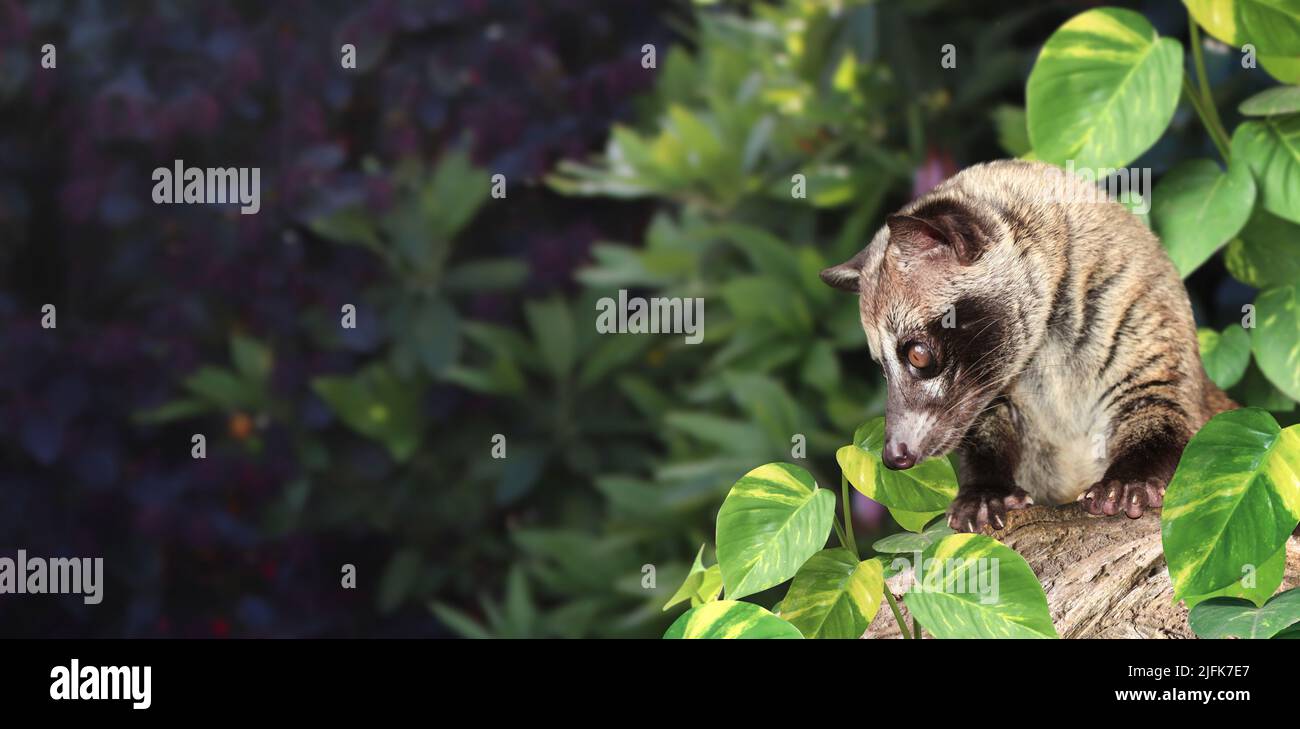 Horizontal nature background with Asian Palm Civet (Civet cat). Produces Kopi luwak. Luwak Coffee is world most expensive coffee. Copy space for text Stock Photo
