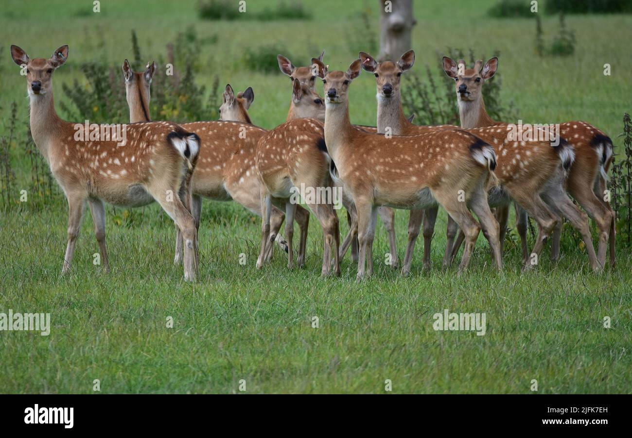 Scottish deer centre, Fallow deer, Cupard, Fife Stock Photo