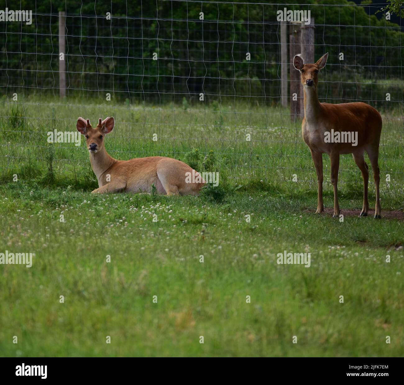 Scottish deer centre, Barasingha deer, Cupard, Fife Stock Photo