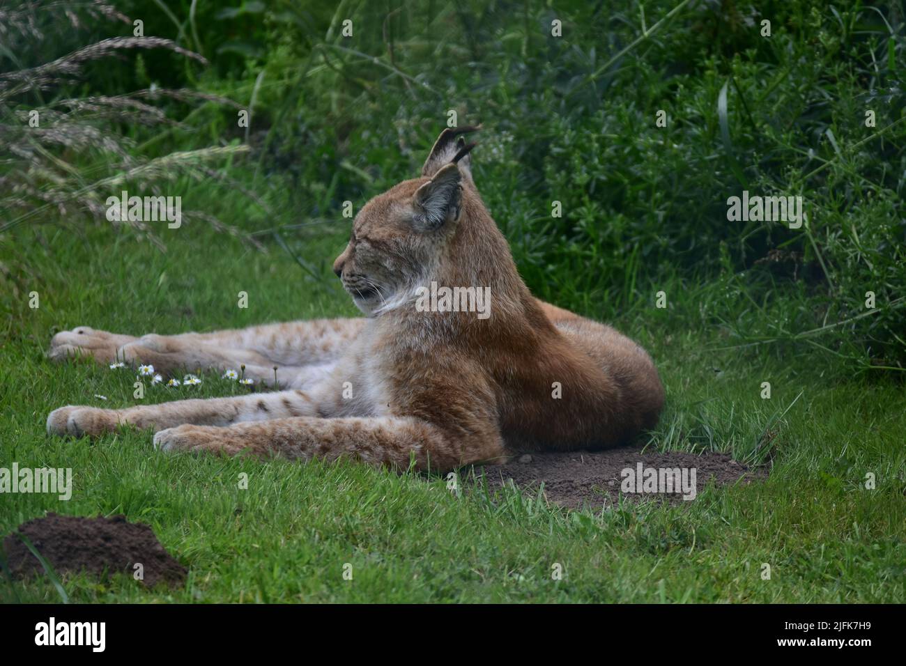 Scottish deer centre, Eurasian Lynx, Cupard, Fife Stock Photo