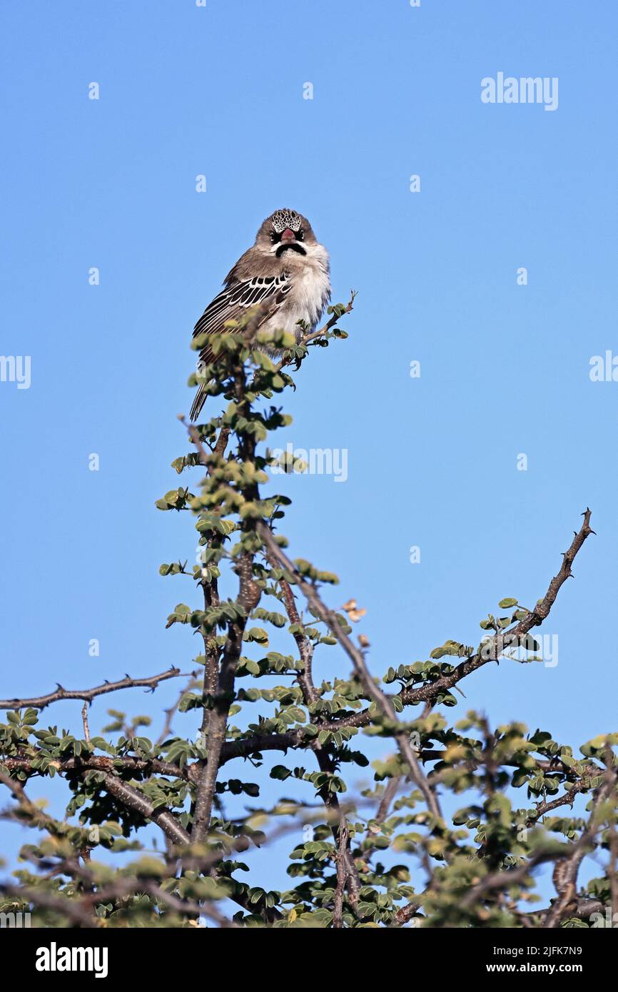 Scaly-fronted Weaver perched in a tree at Nxai Pan Botswana Stock Photo
