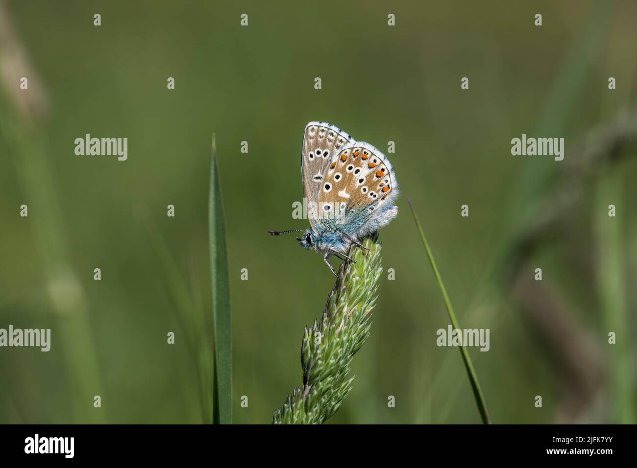 Adonis Blue Butterfly; Polyommatus bellargus; Underside; UK Stock Photo
