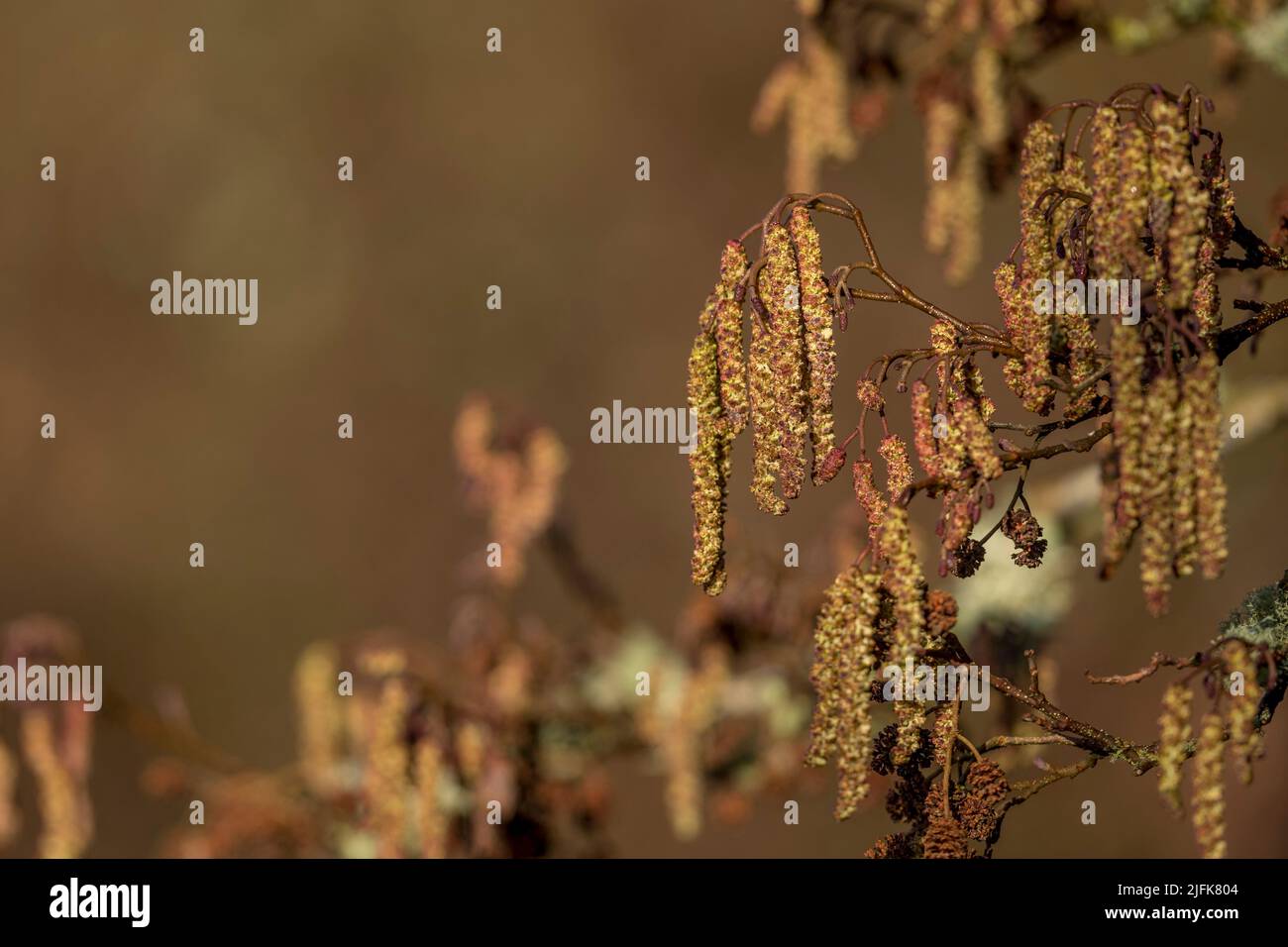Alder Tree; Alnus glutinosa; Catkins; UK Stock Photo - Alamy