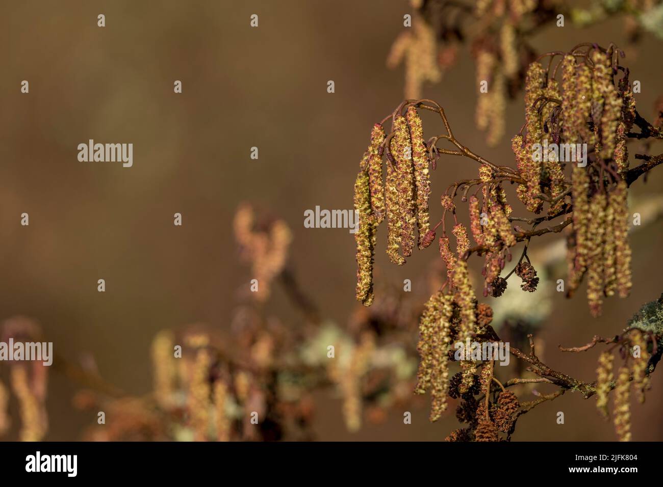 Alder Tree; Alnus glutinosa; Catkins; UK Stock Photo