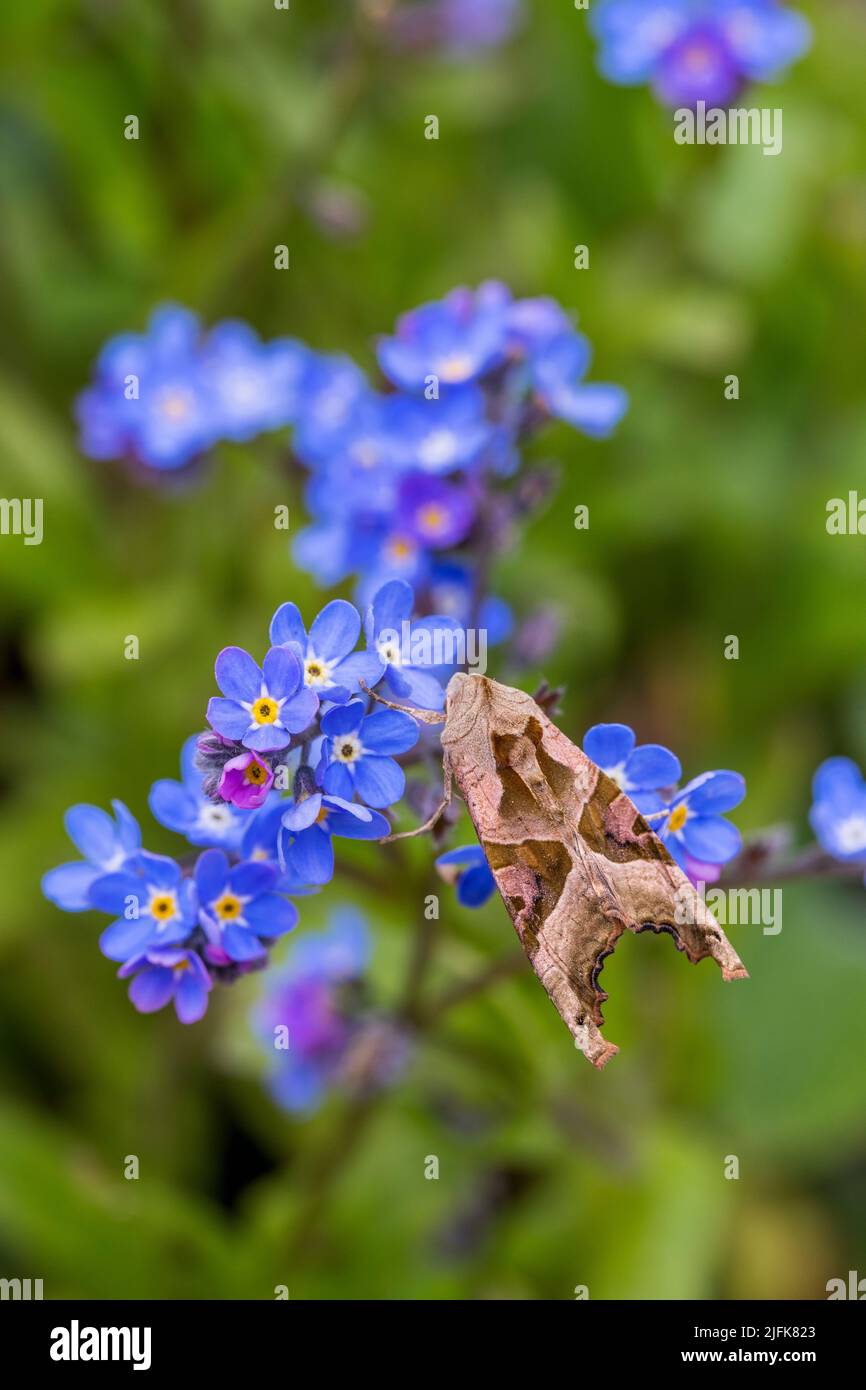 Angle Shades Moth; Phlogophora meticulosa; On Forget Me Not; UK Stock Photo
