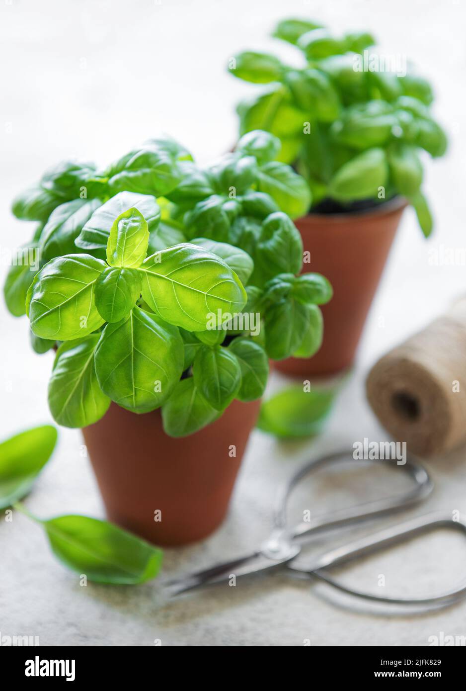 Young fresh basil in pots. Home grown basil Stock Photo Alamy