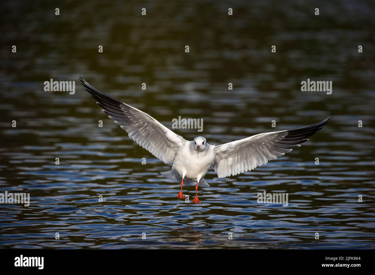 Black Headed Gull; Chroicocephalus ridibundus; Flight; Landing; Cornwall ; UK Stock Photo